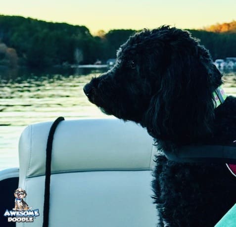 Black-tux-aussiedoodle-adult-toula black-tux-aussiedoodle-on-lake