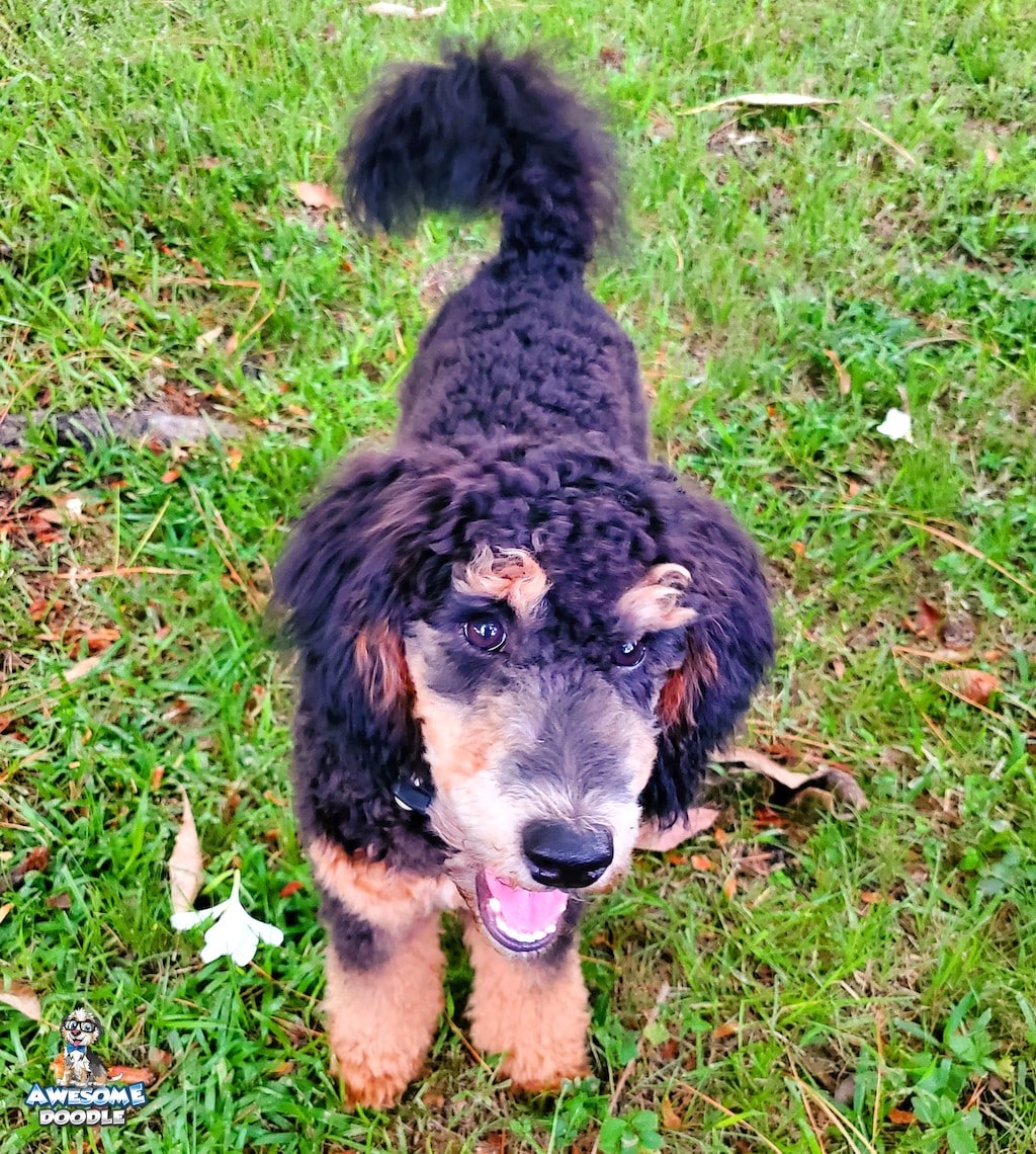 black-phantom-aussiedoodle-f1b-puppy phantom aussiedoodle f1b puppy