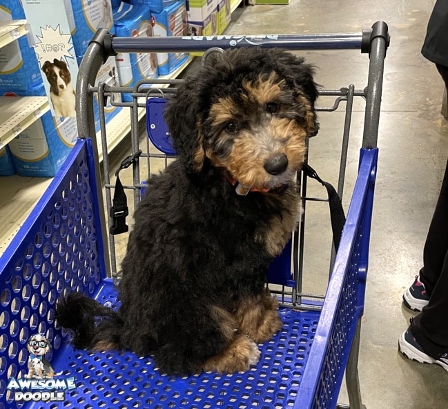 black-phantom-aussiedoodle-puppy-shopping-cart phantom aussiedoodle puppy in shopping cart