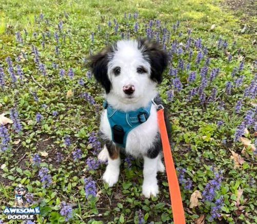 black tri colored aussiedoodle puppy