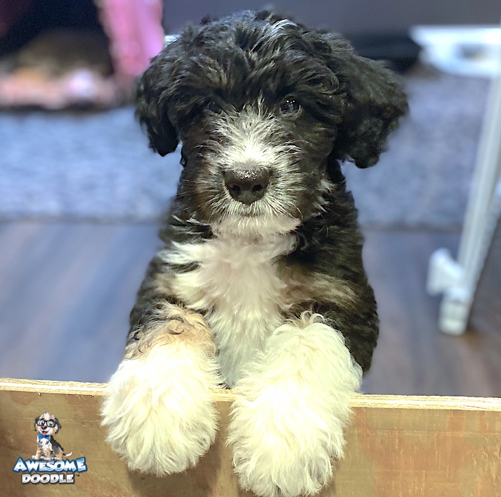 black-tri-aussiedoodle-puppy black tri aussiedoodle puppy with white boots