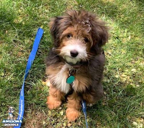 phantom blue merle aussiedoodle puppy with white face and chest