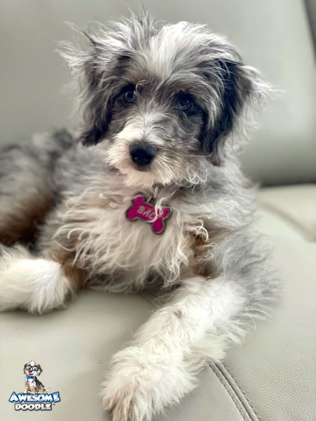 blue-merle-with-copper-white-aussiedoodle-puppy blue merle aussiedoodle puppy with white and copper