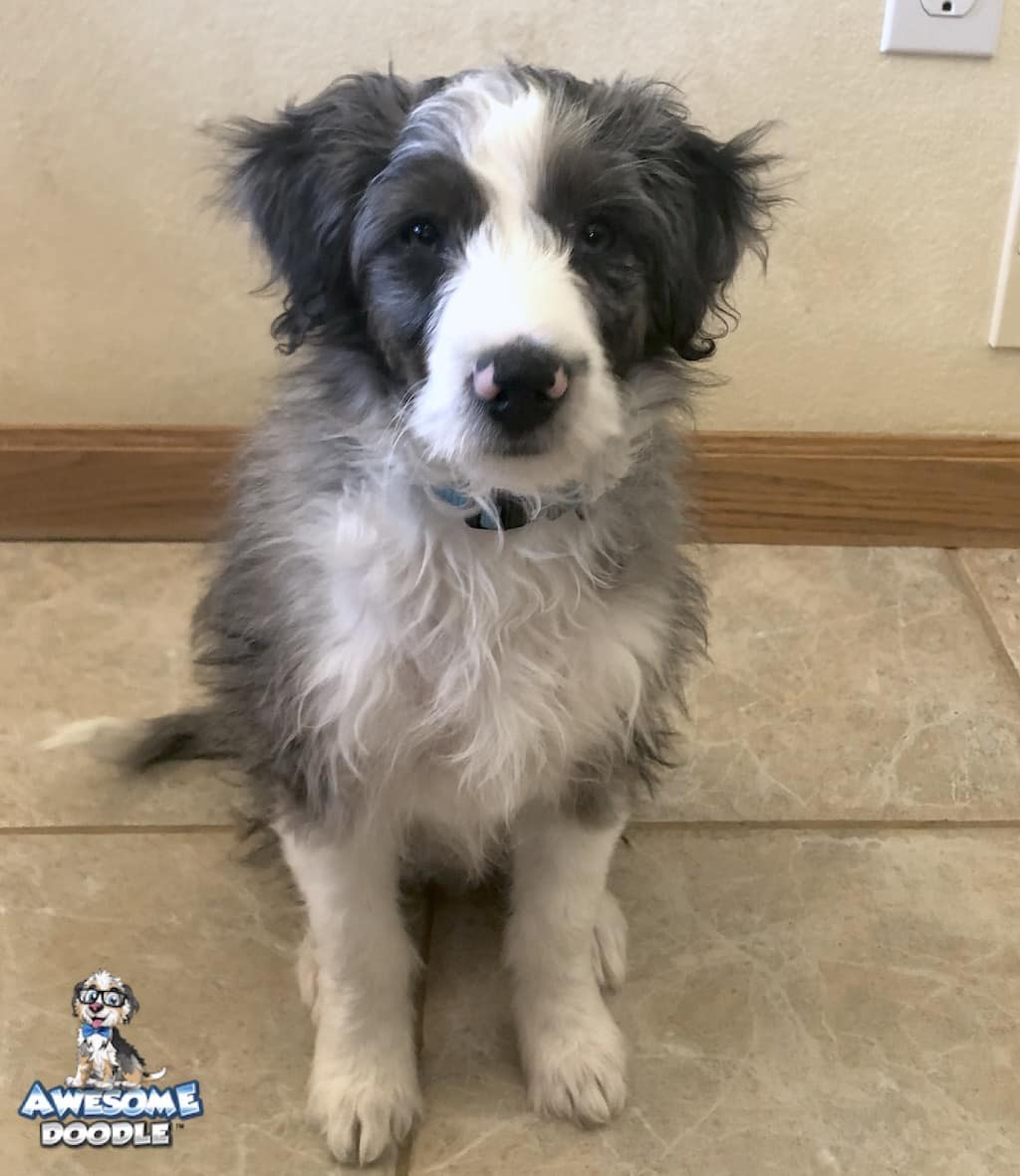 blue merle aussiedoodle with white and copper puppy