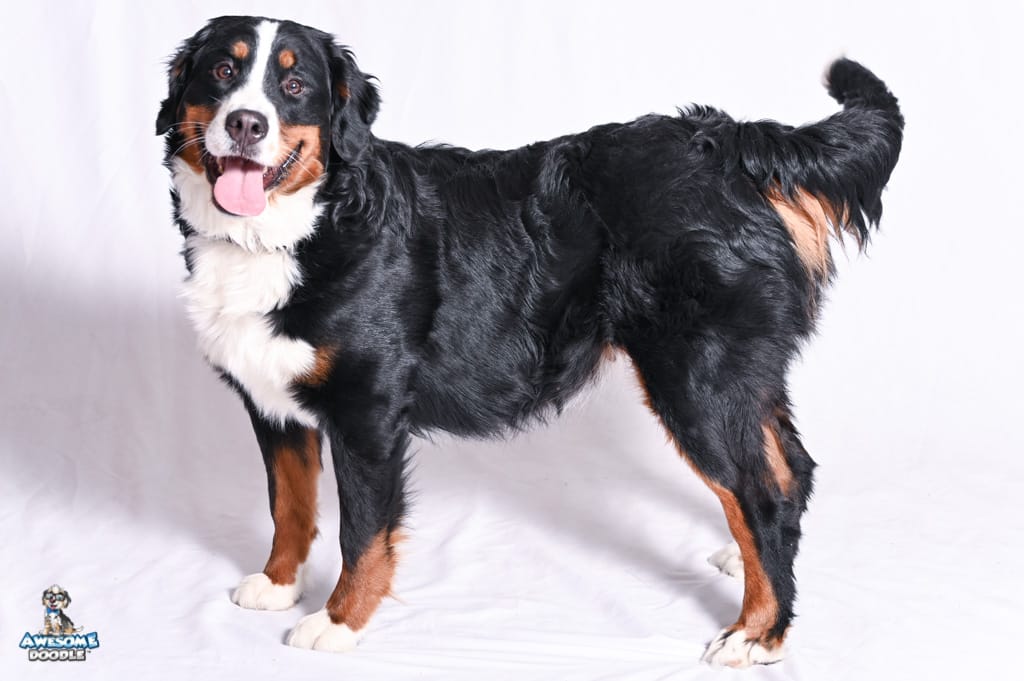 dixie-bmd_1776