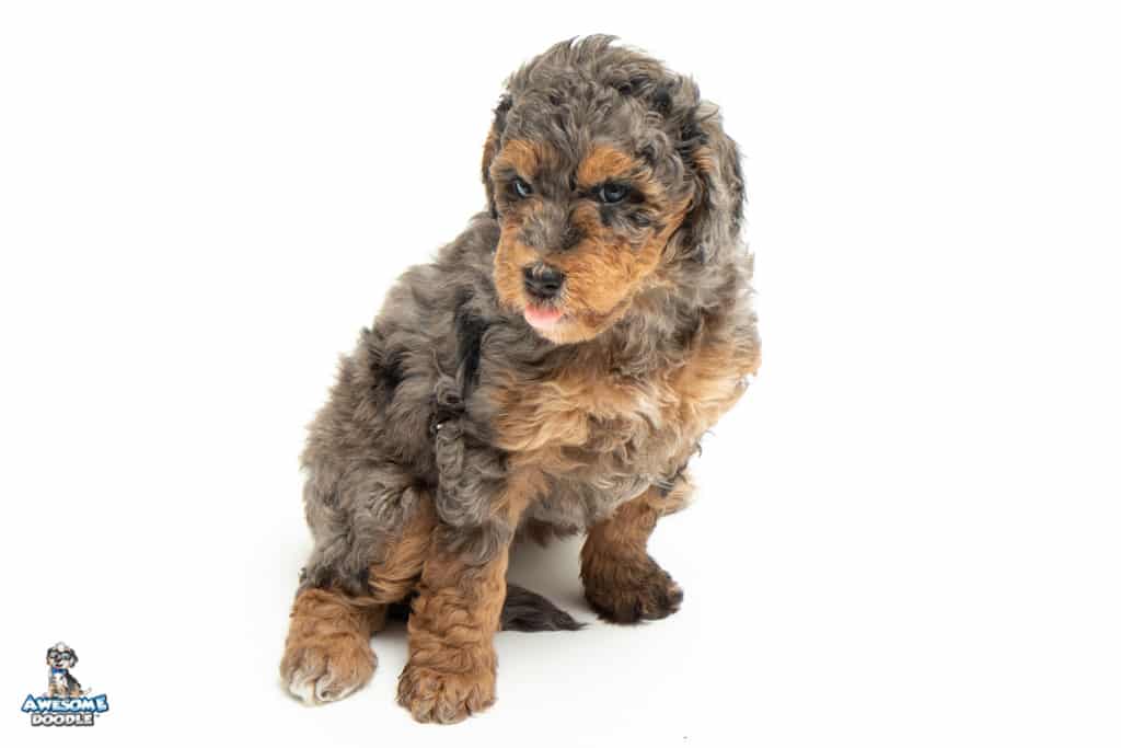 luna-7wks_8622