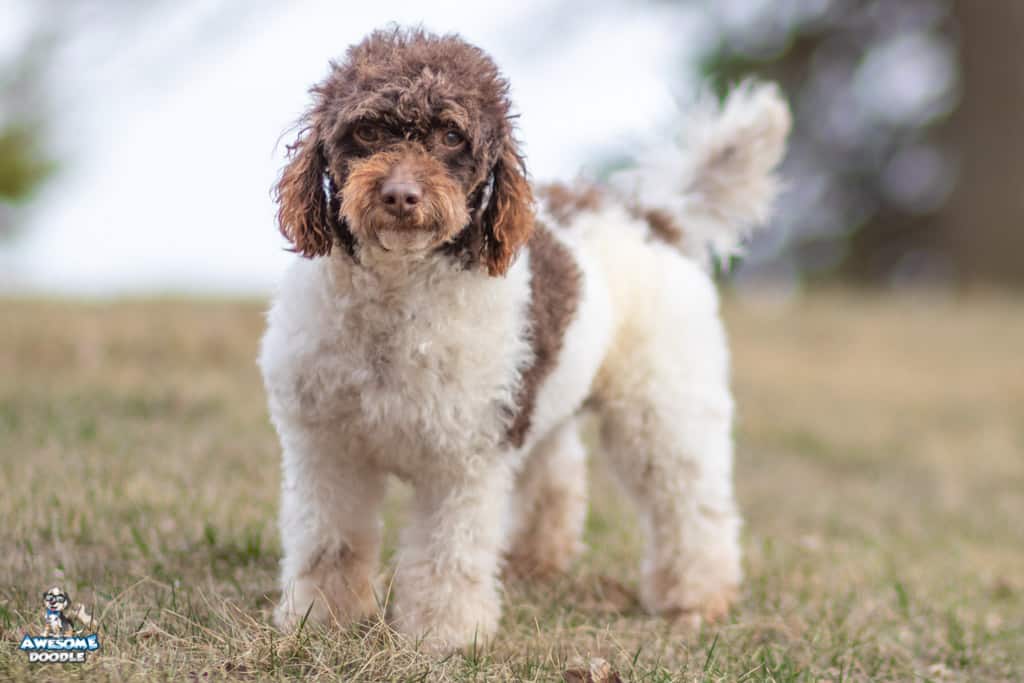 norm-chocolate-parti_8890