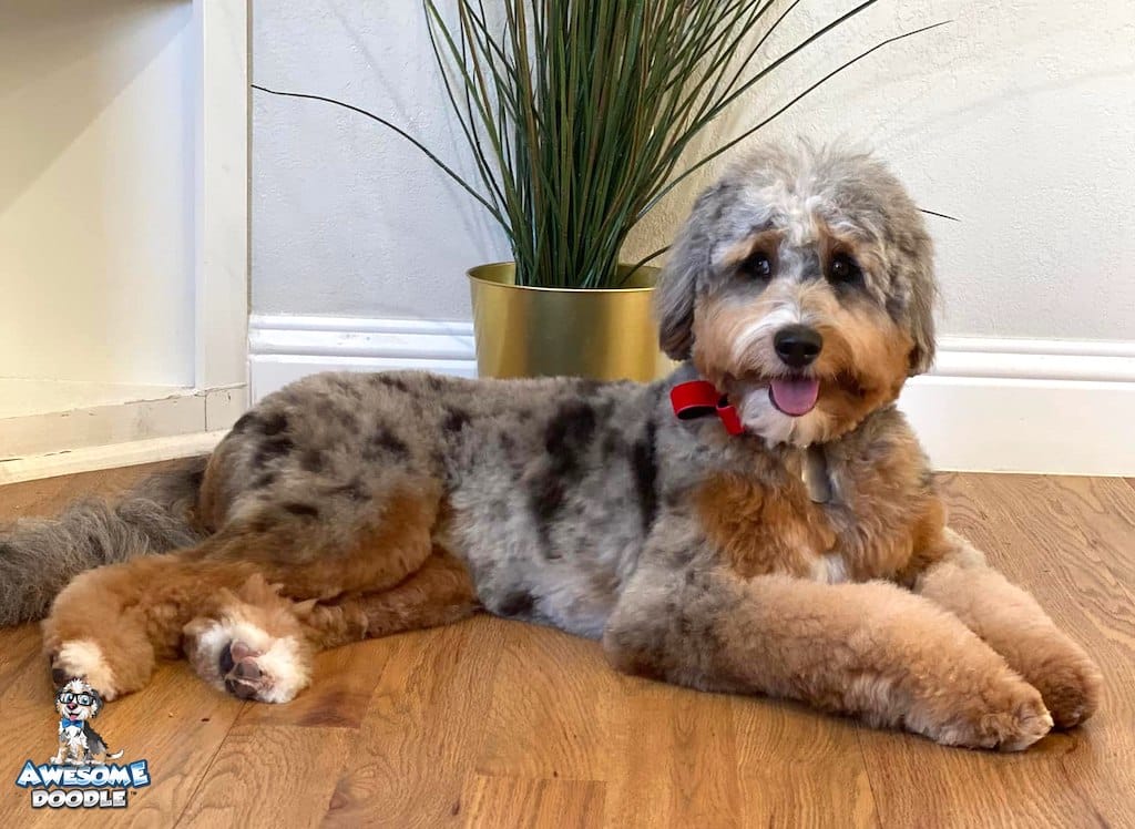 phantom-blue-merle-f1b-aussiedoodle-after-groom f1b phantom blue merle aussiedoodle groomed