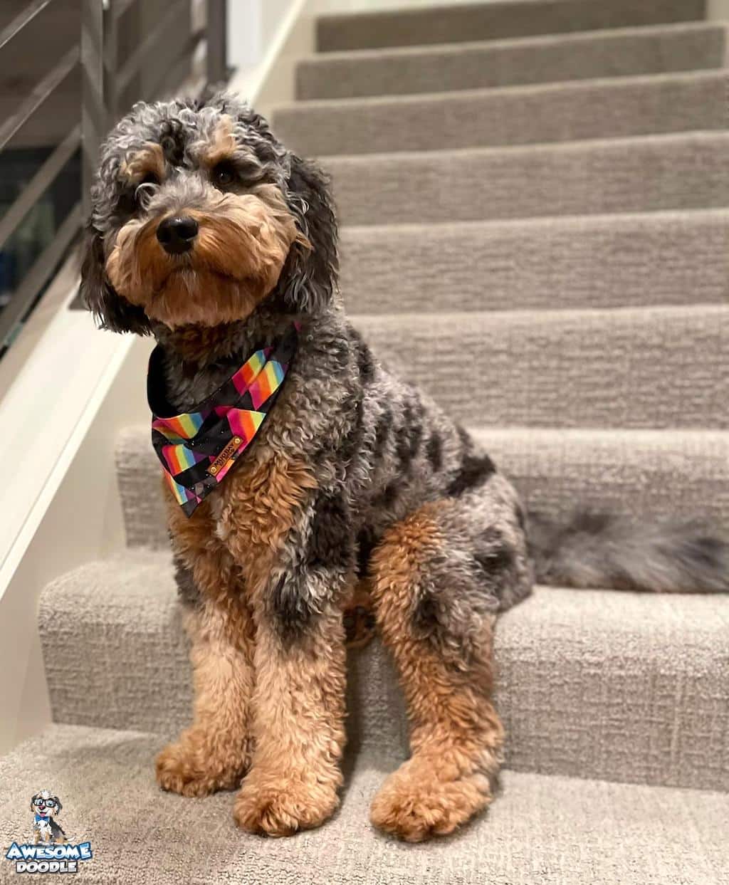 phantom-blue-merle-f1b-aussiedoodle-puppy blue merle phantom F1b aussiedoodle