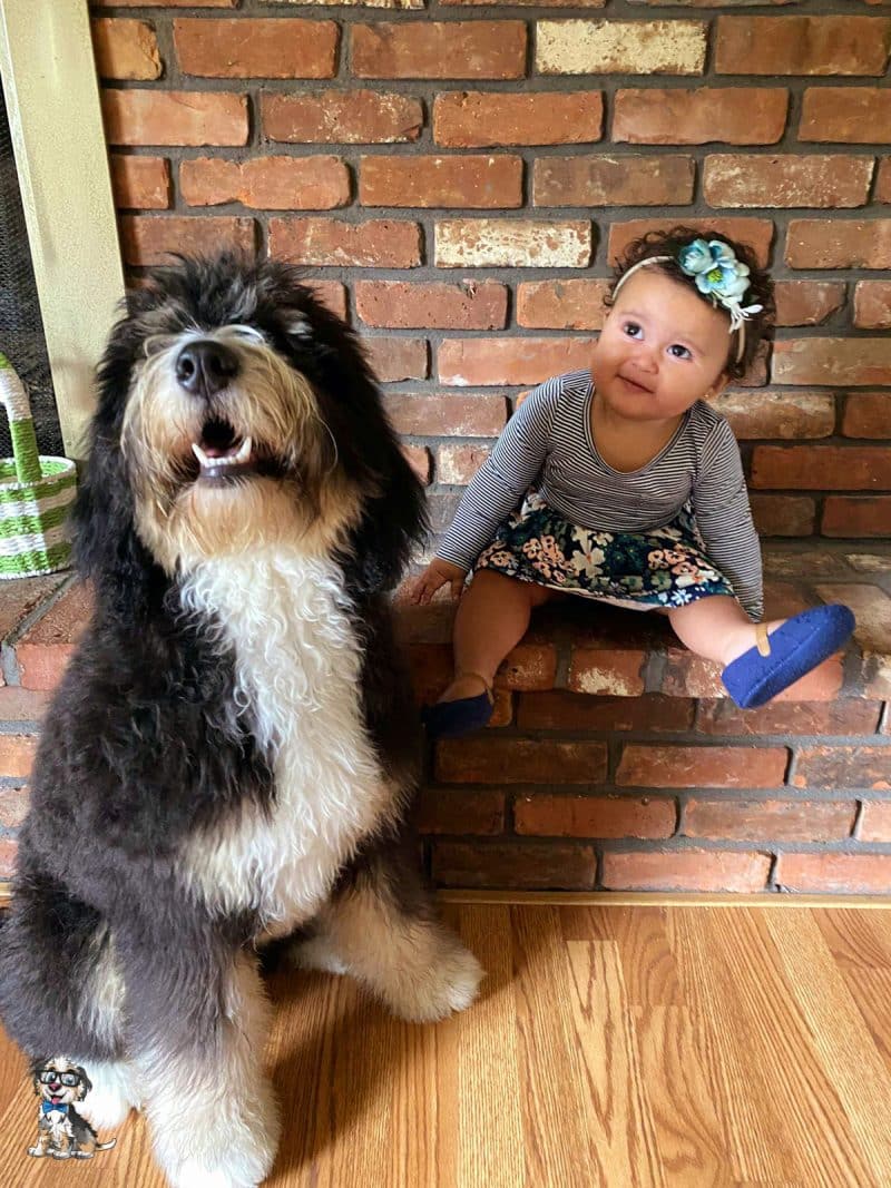 bernedoodle and baby