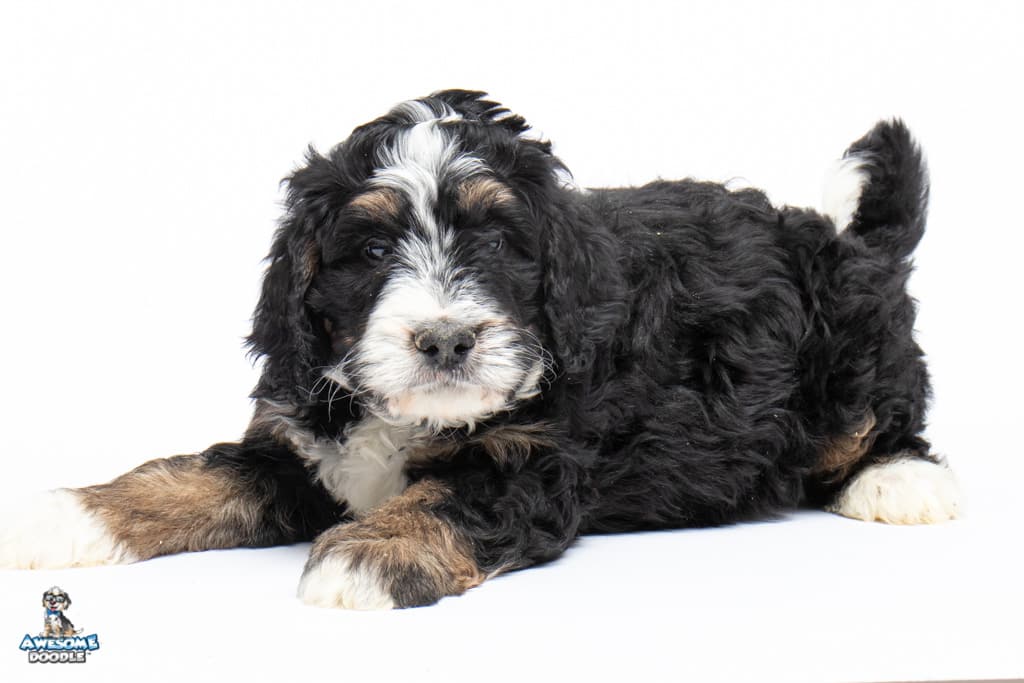 archie-7wks_9354