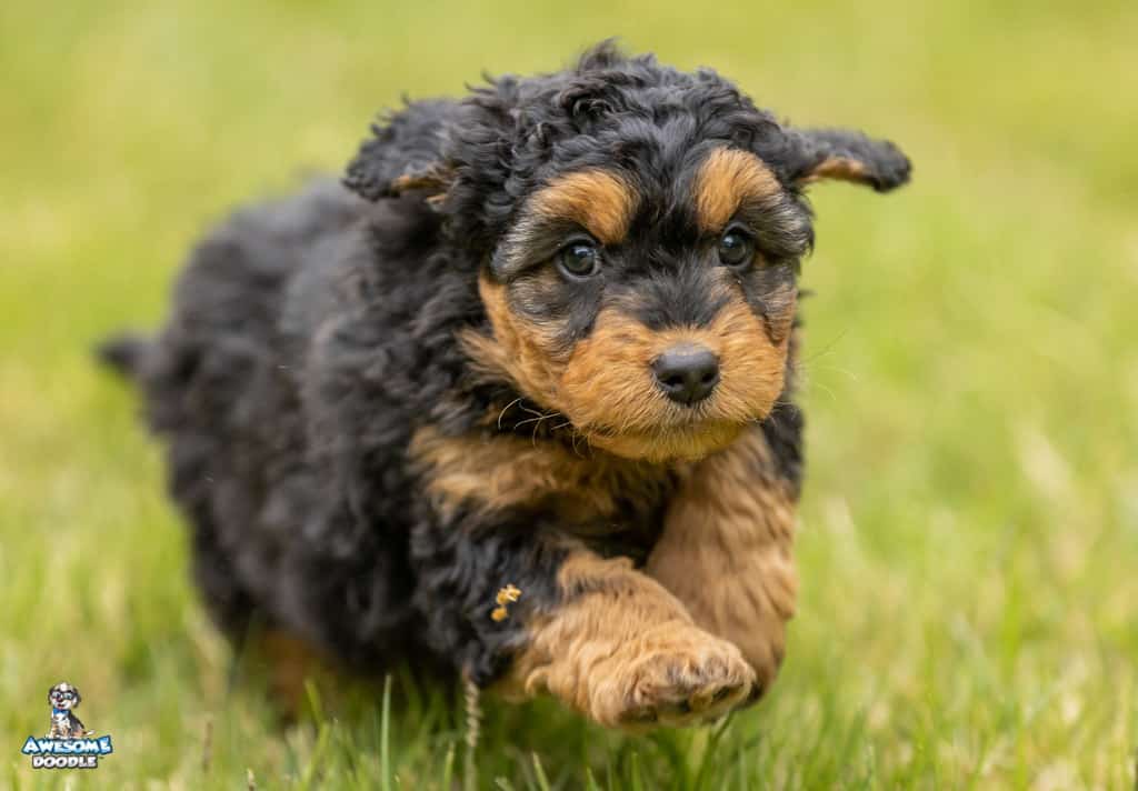 bently7wks66
