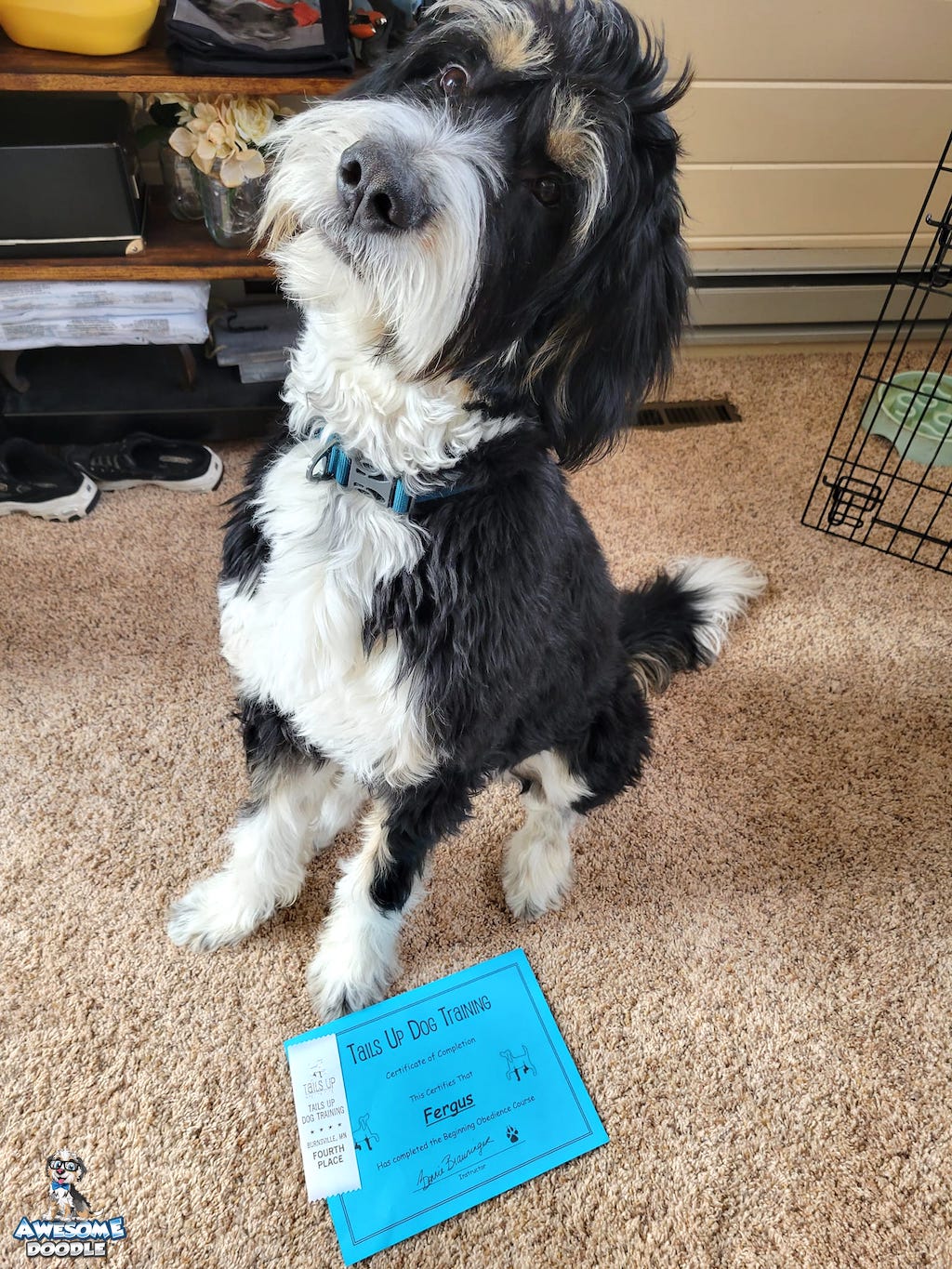 black-tri-bernedoodle-puppy-training-certification black tri bernedoodle with training certificate