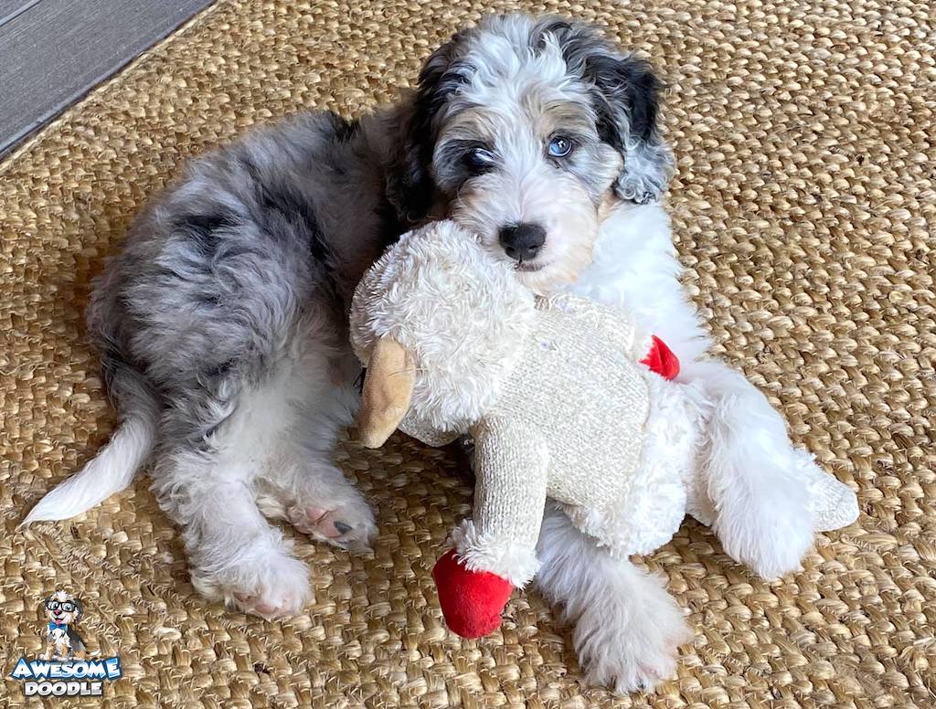 blue-merle-aussiedoodle-with-copper-and-blue-eyes blue merle with copper aussiedoodle puppy with two blue eyes