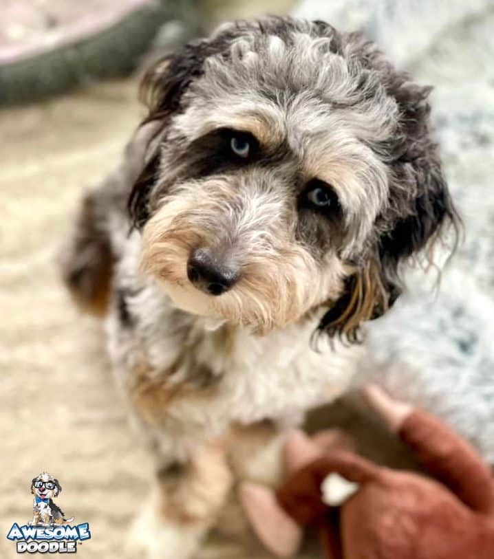 blue-merle-with-white-and-copper-two-blue-eyes-aussiedoodle blue merle aussiedoodle with white and copper and two blue eyes