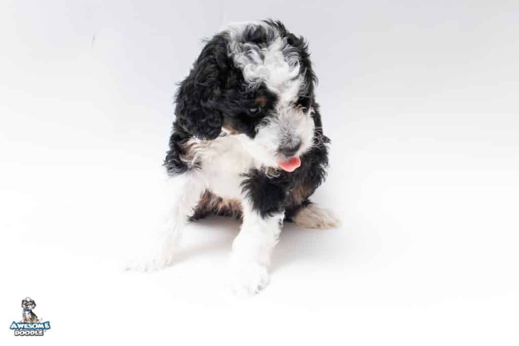 buster7wks_5288