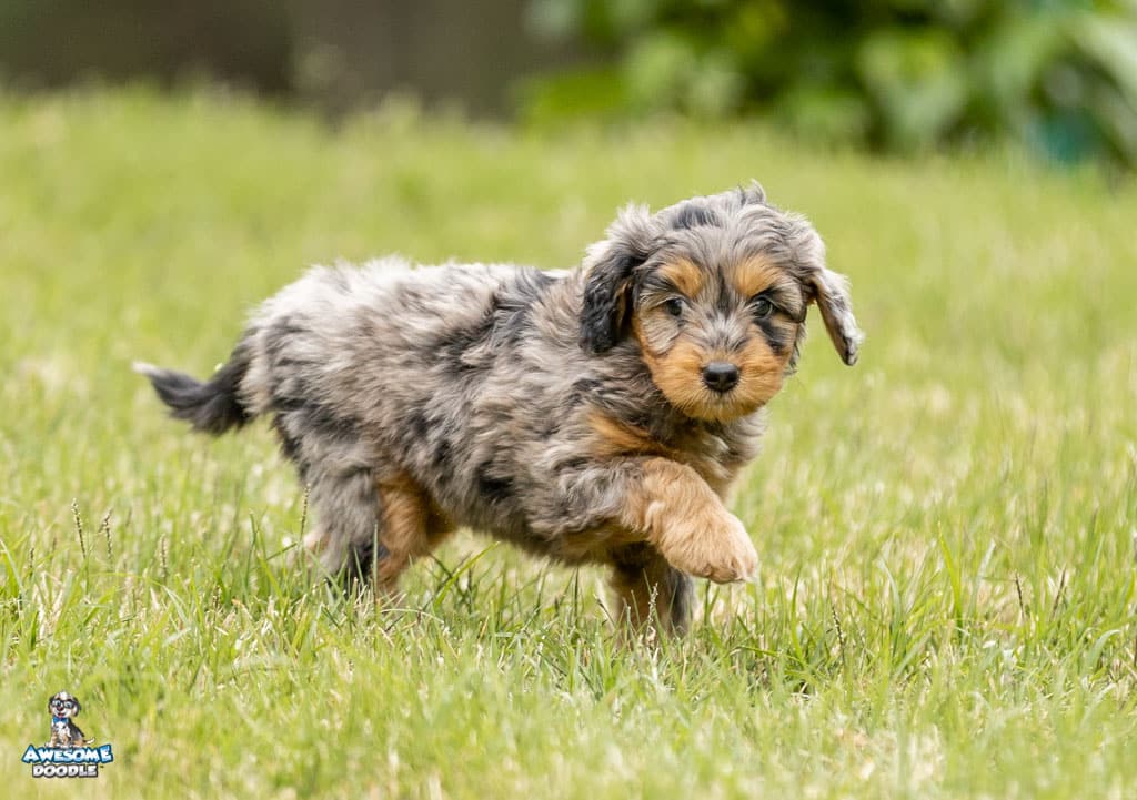 lola7wks32