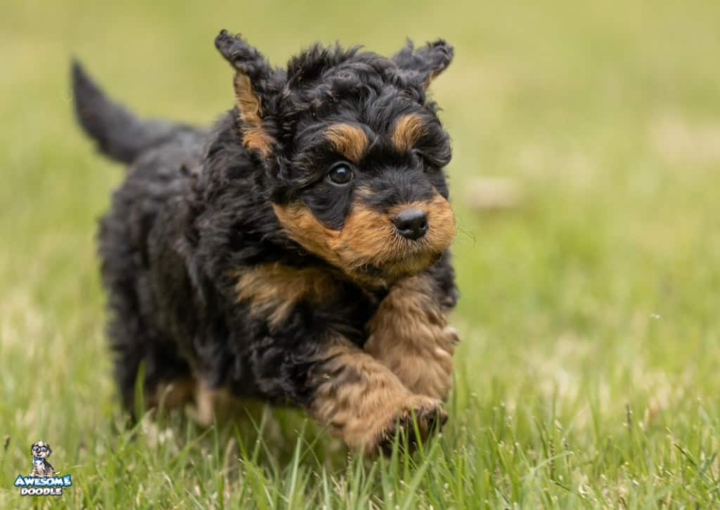 ollie7wks55