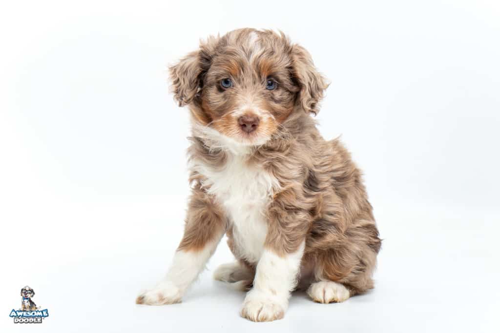 snickerdoodle7wks_9184