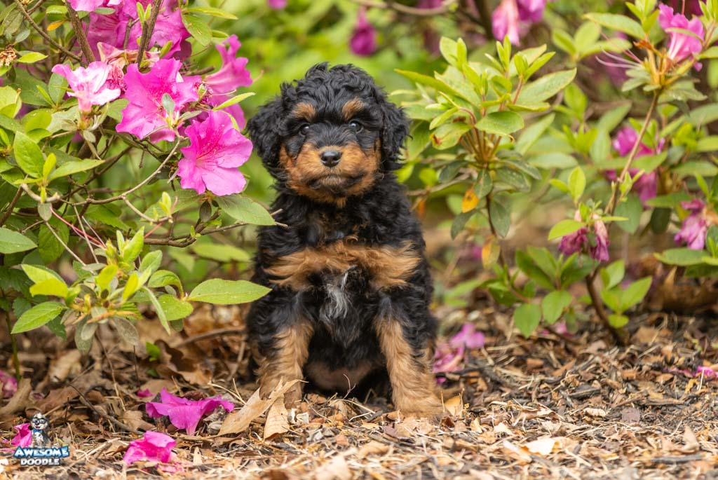 zinnia7wks08