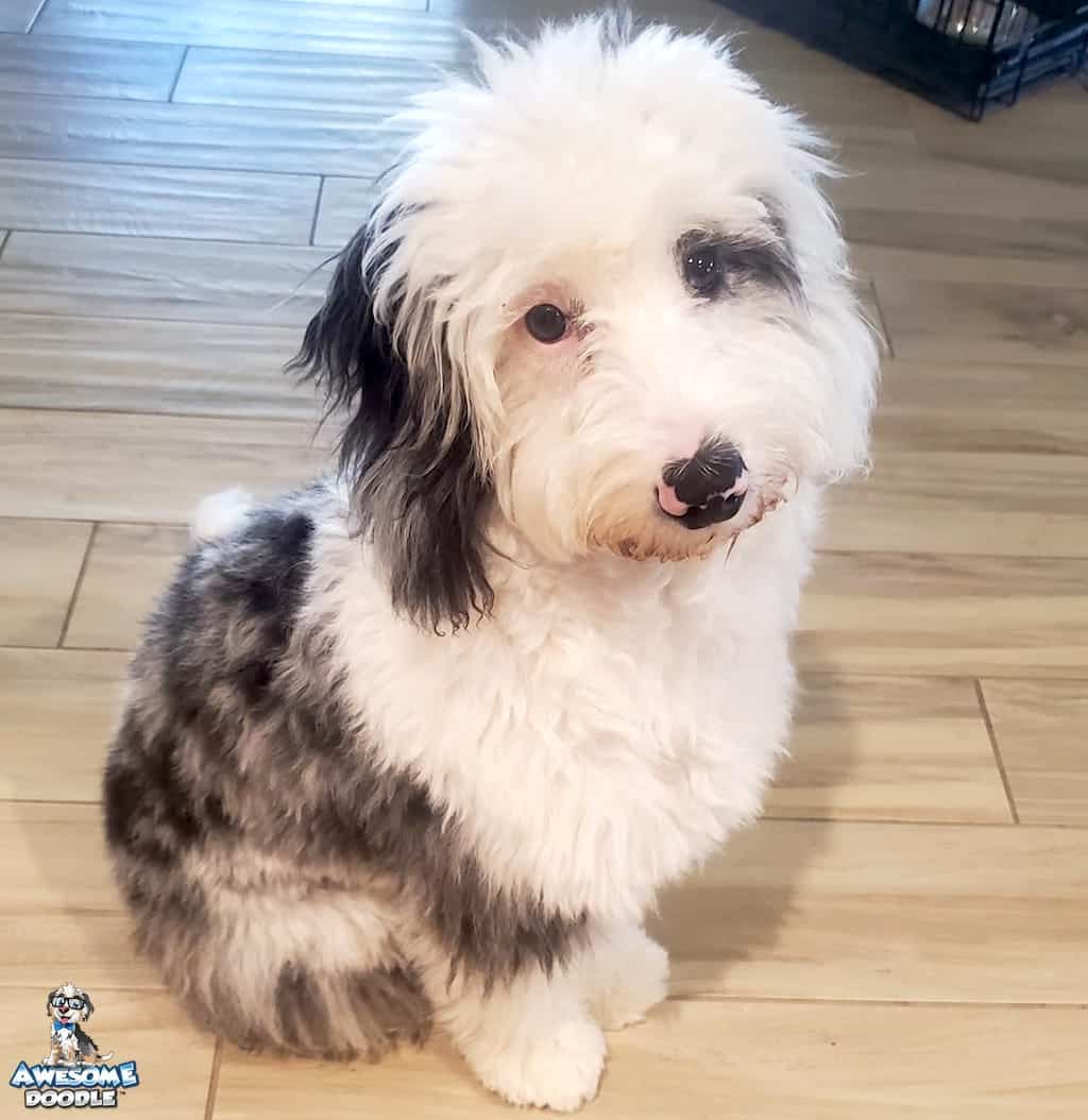 blue-merle-aussiedoodle-puppy-with-white-face blue merle aussiedoodle puppy with white and pink spotted nose