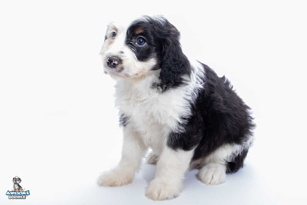 lola-7wks_2928
