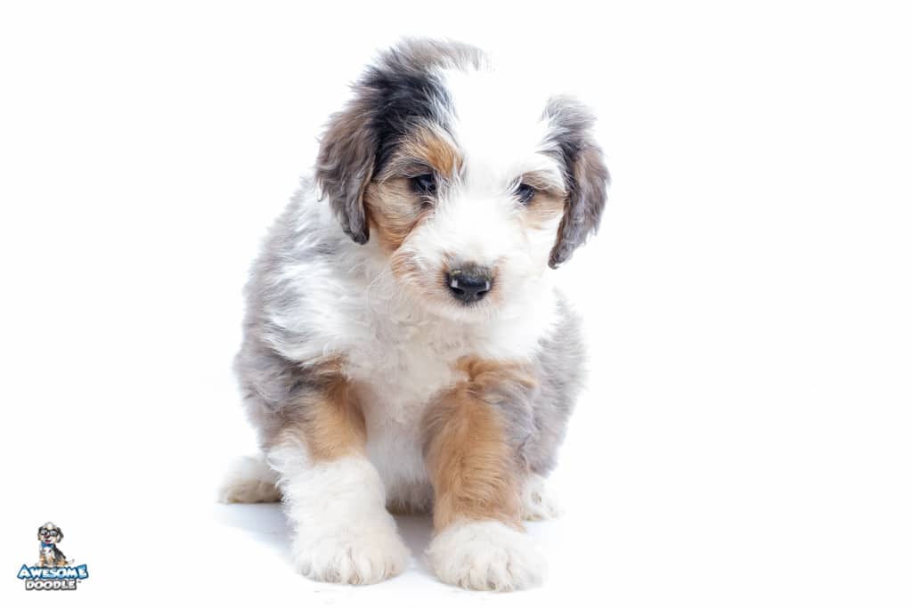 marlin-4wks-7wks_3142