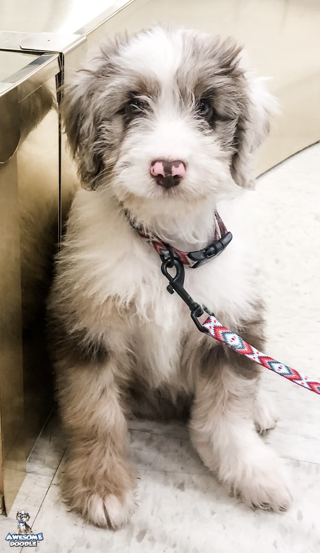 red-merle-with-white-aussiedoodle-puppy red merle with white aussiedoodle puppy