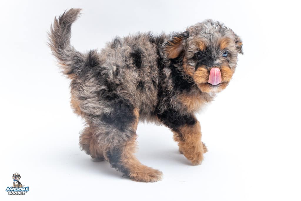 arrow-7wks_3381