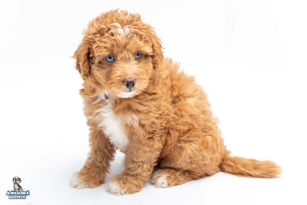 auggie-7wks_3452