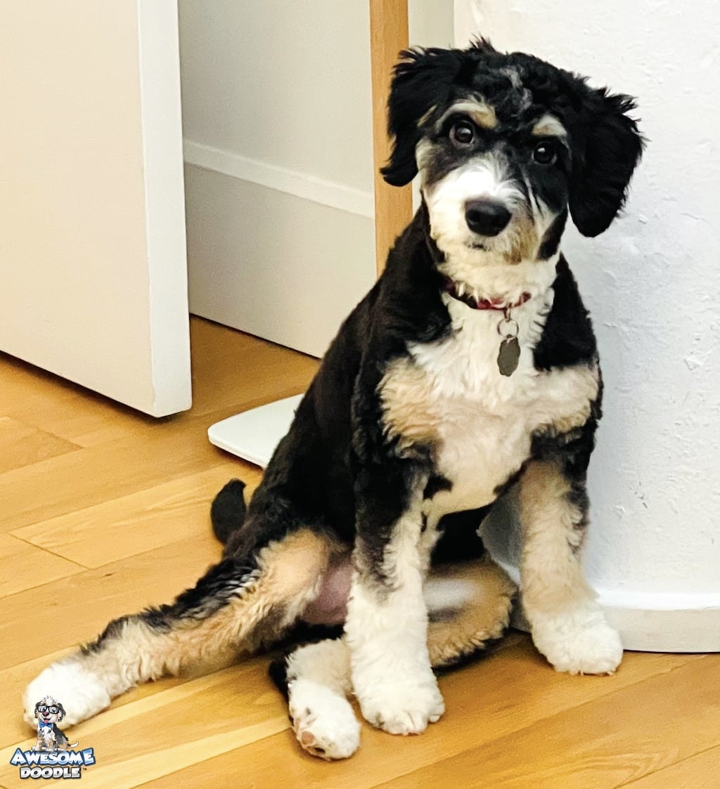 black-tri-aussiedoodle-puppy-luca black tri aussiedoodle puppy fresh groom