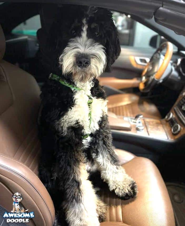black-tri-bernedoodle-puppy-in-car black tri bernedoodle puppy going for a car ride