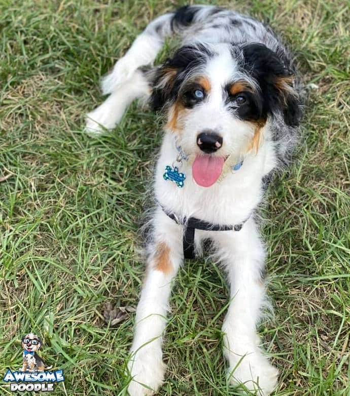 blue-merle-aussiedoodle-puppy-with-blue-eye blue merle aussiedoodle puppy with white and copper and one blue eye