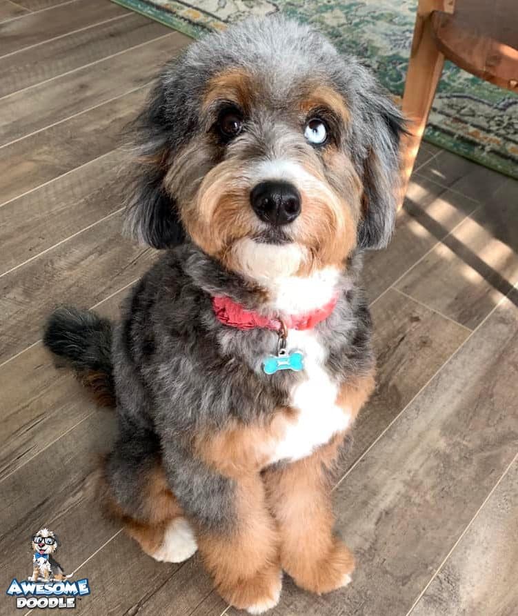 phantom blue merle with white bernedoodle with one blue eye