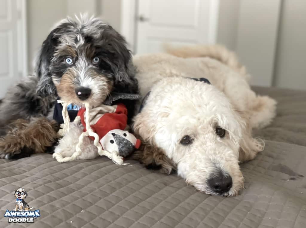 blue-merle-phantom-with-white-two-blue-eyes phantom blue merle aussiedoodle puppy with two blue eyes