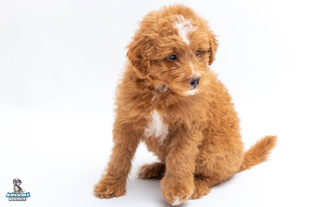 bo-7wks_3410