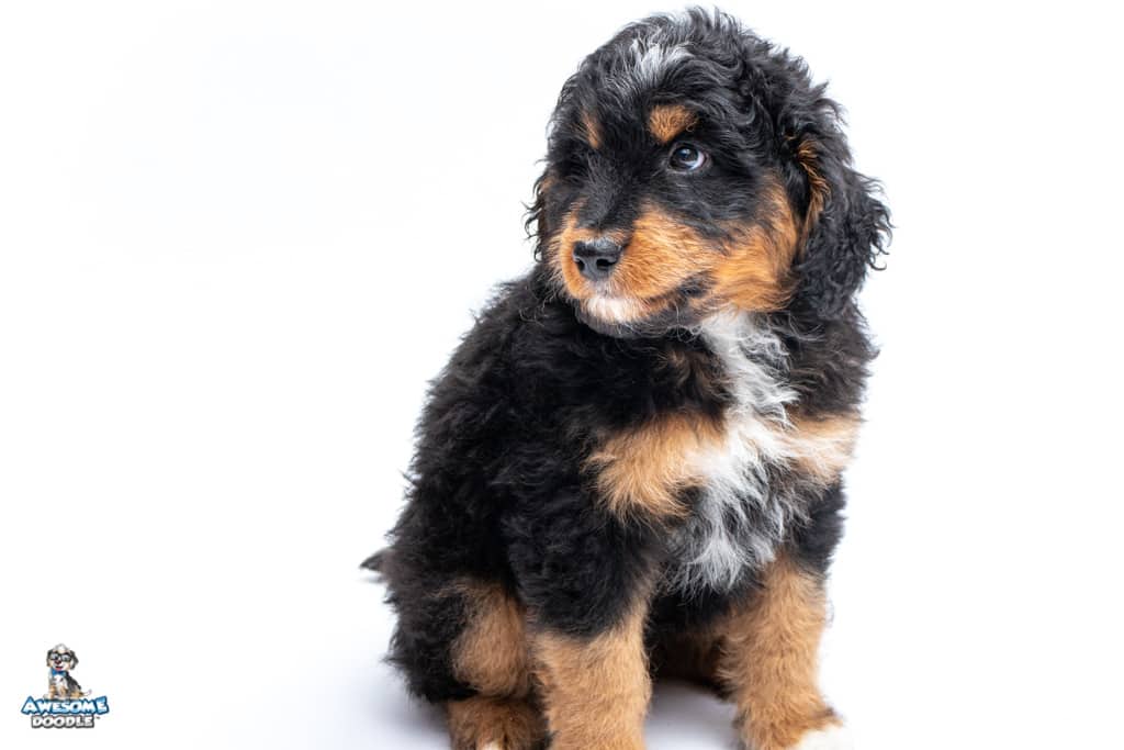 chance-7wks_3361