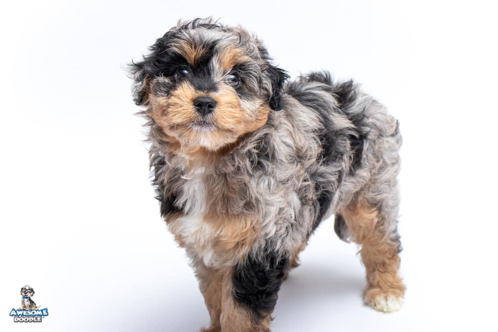 flash-7wks_3312