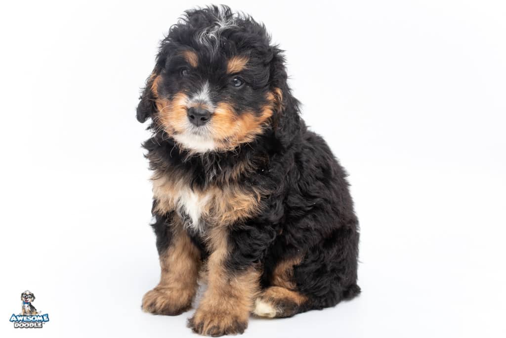 indigo-7wks_9144 black phantom bernedoodle