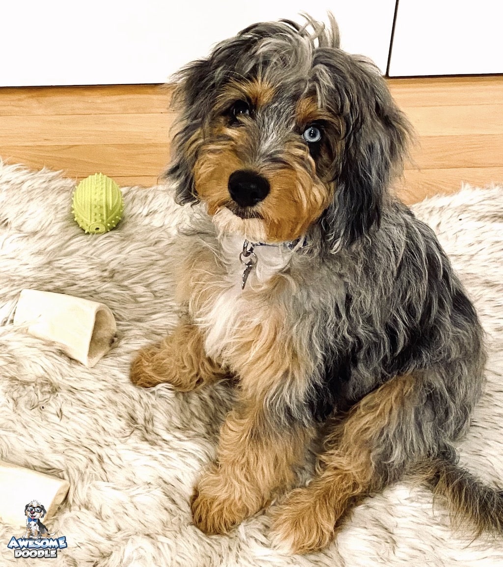 phantom-blue-merle-aussiedoodle-puppy-with-one-blue-eye blue merle phantom aussiedoodle puppy with one blue eye