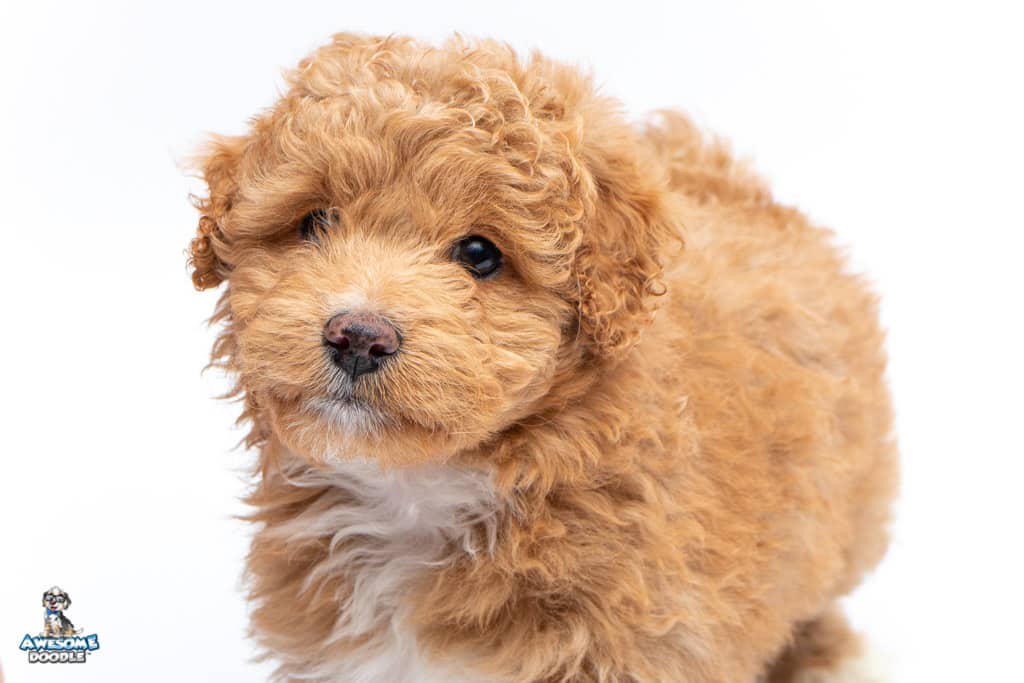 praline-7wks_3346