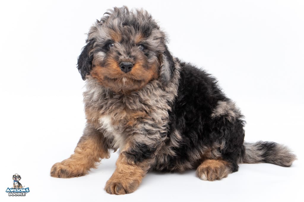remmintgon-7wks_9124 phantom blue merle bernedoodle