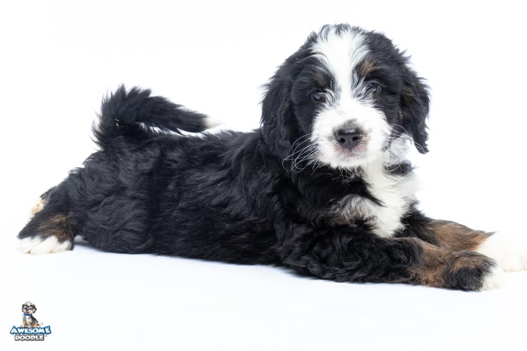 trevor-7wks_9377