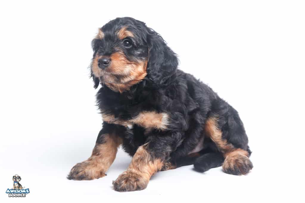 arlo-7wks_0748