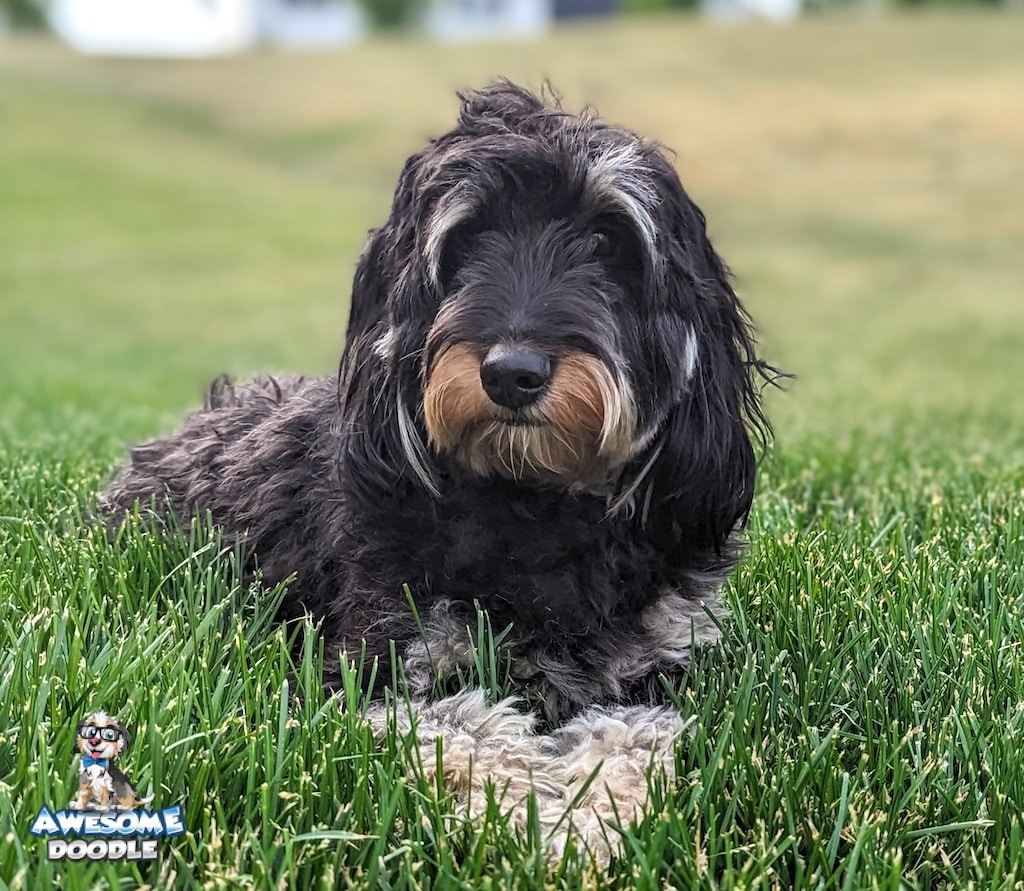 black-phantom-adult-aussiedoodle-ruby adult-black-phantom-aussiedoodle-outside