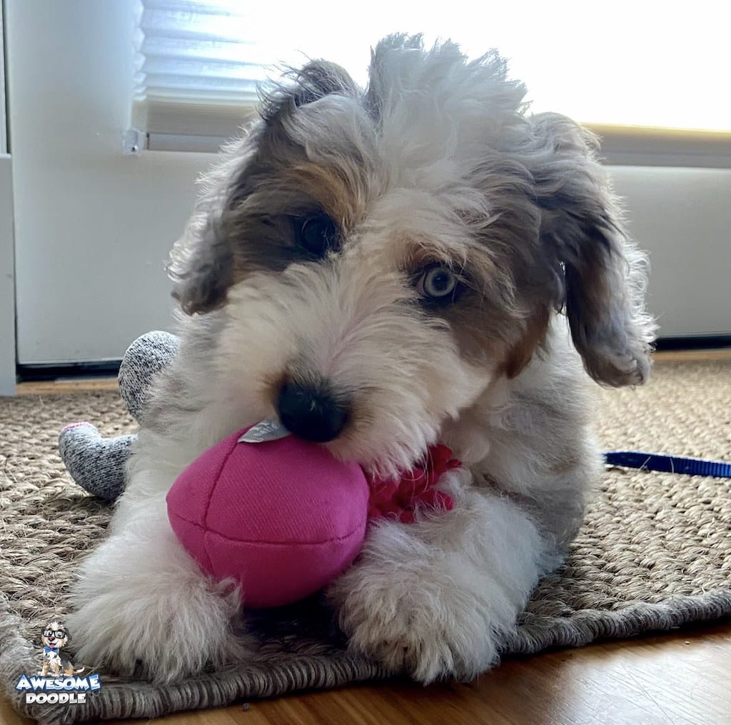 blue-merle-aussiedoodle-puppy-with-white-and-copper-one-blue-eye blue merle aussiedoodle puppy with one blue eye