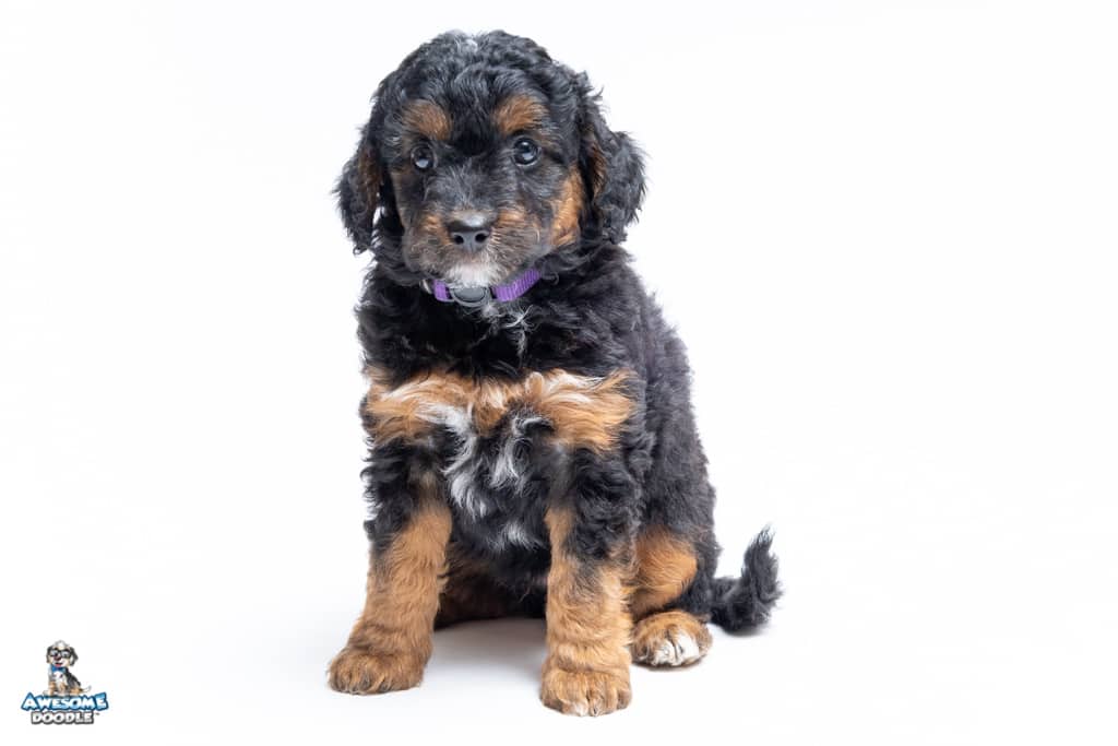 darphrey-7wks_1809