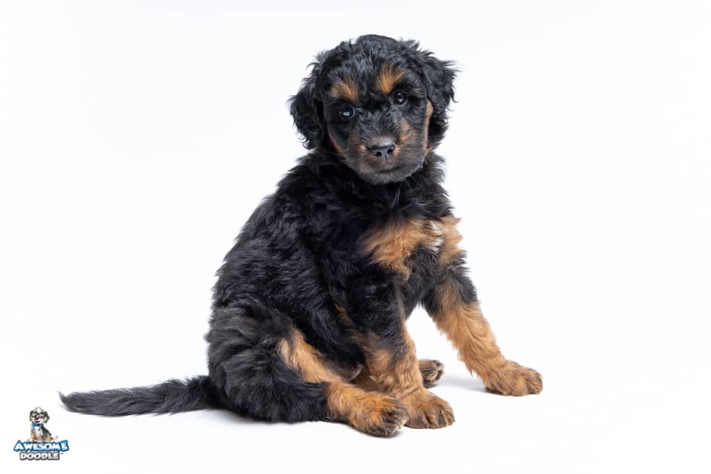 duncan-7wks_1838