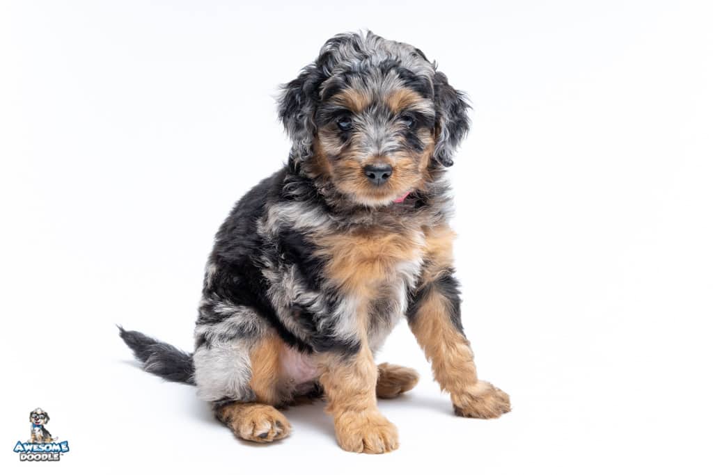 kahlo-7wks_1800