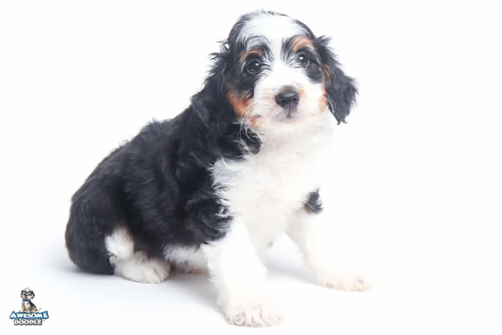 koda-7wks_0723
